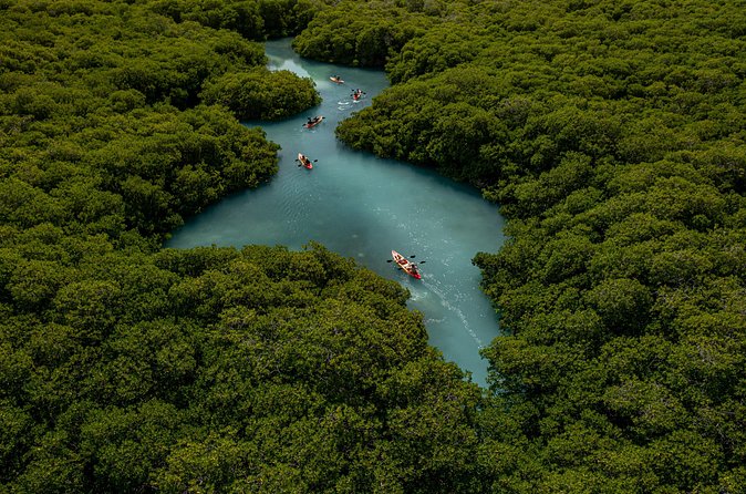 1 Hour Mangrove Kayak Tour - What the guide adds to the hour