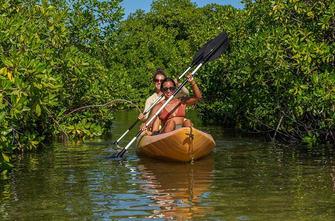 1 Hour Mangrove Kayak Tour - How much value you get for $40