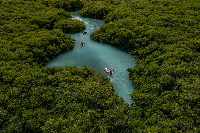 1 Hour Mangrove Kayak Tour - Paddling through the mangrove channels