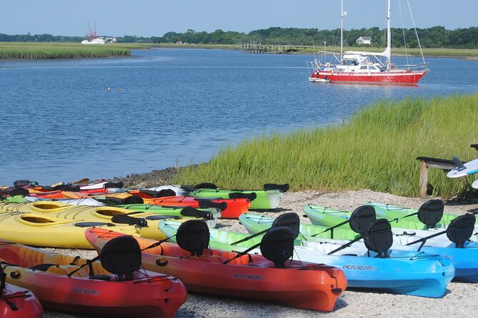 2-Hour Guided Kayak Eco Tour in Charleston - What you might see in the marsh