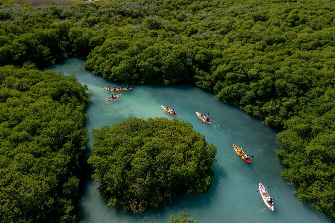 2 Hour Mangrove Kayak and Snorkel Tour - Paddling into the protected mangroves