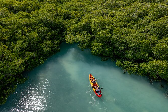 2 Hour Mangrove Kayak and Snorkel Tour - Watching for turtles on the return route