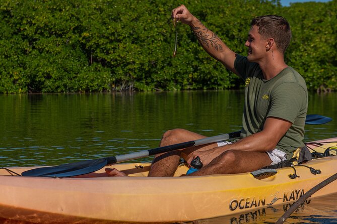 2 Hour Mangrove Kayak and Snorkel Tour - What the guide adds