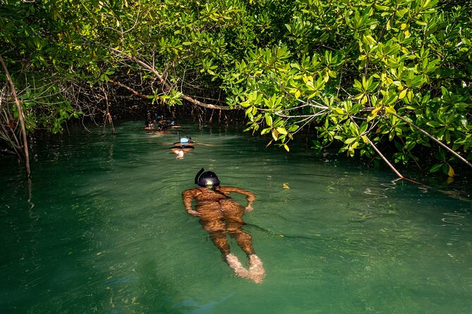 2 Hour Mangrove Kayak and Snorkel Tour - Starting at 140 Kaminda Lac