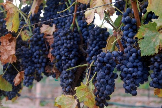 2 Hours Water to Wine Kayak Trip from Cottonwood - Walking up to the farmhouse and wine tasting