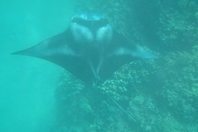 3.5 Hour Kailua-Kona Ocean Kayak and Snorkel Tour - Snorkeling over coral and more than 50 fish species
