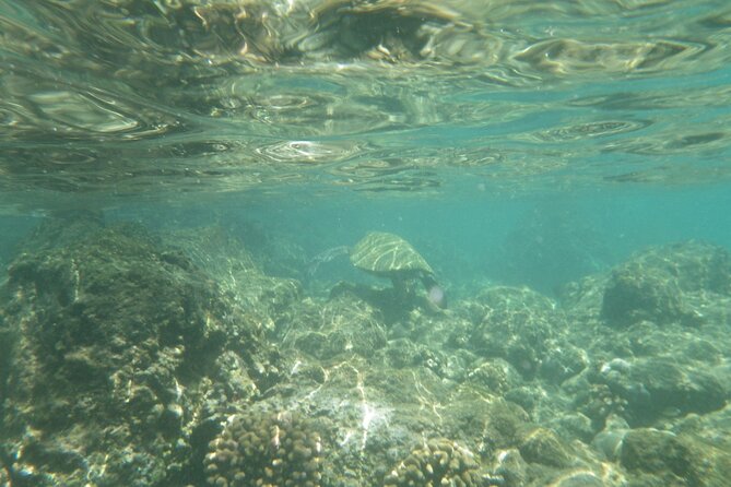 3.5 Hour Kailua-Kona Ocean Kayak and Snorkel Tour - Cliff jumping is optional, not the point of the tour