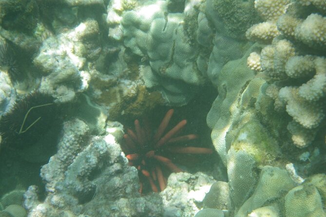 3.5 Hour Kailua-Kona Ocean Kayak and Snorkel Tour - Guides add local context to the paddle