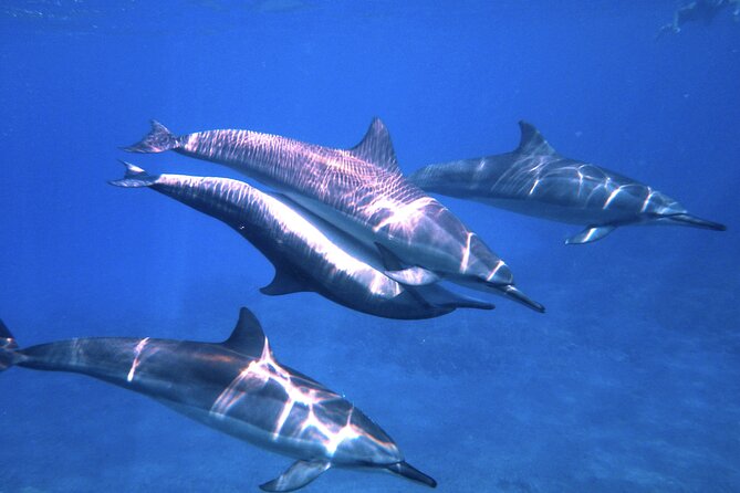 3.5 Hour Kailua-Kona Ocean Kayak and Snorkel Tour - Sea caves, blowholes, and lava features