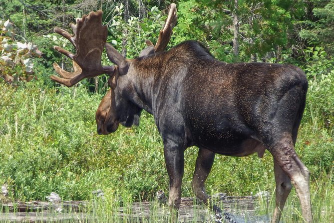 3 Day Algonquin Park Canoe Trip - Moose & Beaver Safari - Sleeping outdoors, with useful comforts