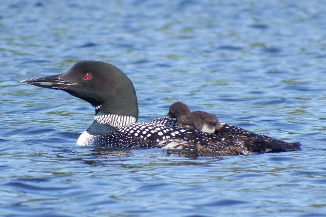 3 Day Algonquin Park Canoe Trip - Moose & Beaver Safari - What makes the guide important