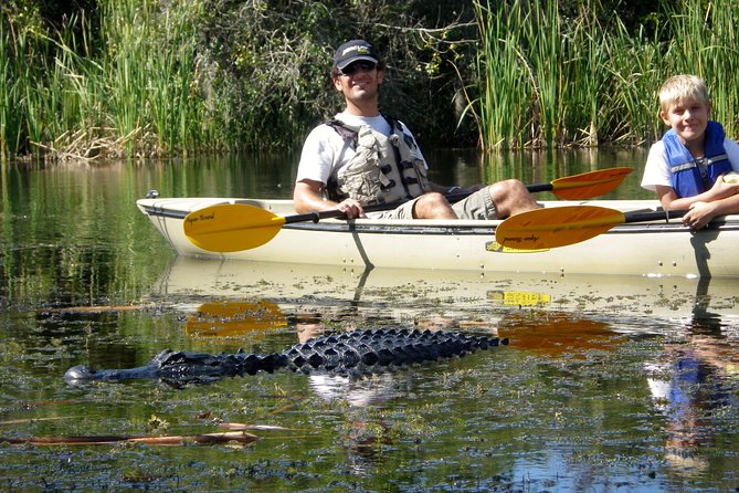 3 Hour Guided Mangrove Tunnel Kayak Eco Tour - Key points to know before booking