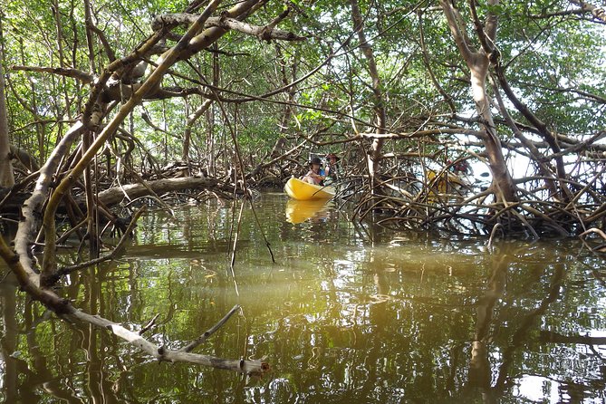 3 Hour Guided Mangrove Tunnel Kayak Eco Tour - Timing, weather, and what to bring