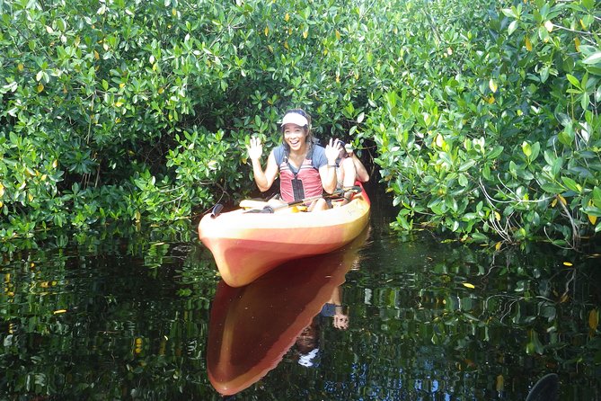 3 Hour Guided Mangrove Tunnel Kayak Eco Tour - Is the $99.95 price good value?
