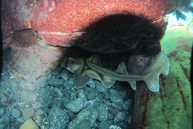 3-Hour Kayak and Snorkeling Experience in Batemans Bay - Why the changing route matters