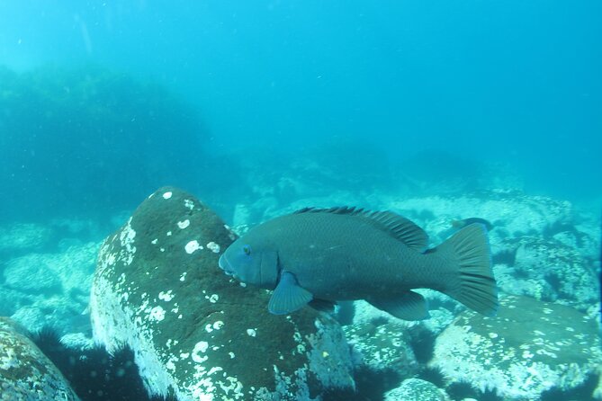 3-Hour Kayak and Snorkeling Experience in Batemans Bay - Up to 40 minutes in the water