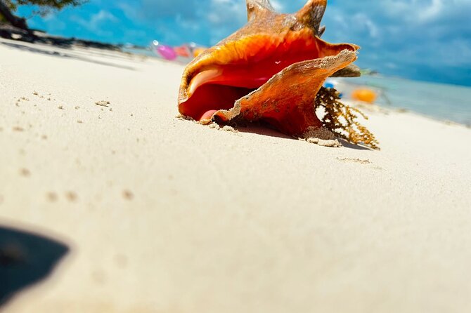3HR Clear Kayak Mangrove and iguana island Tour in Leeward - Physical effort, comfort, and what to pack