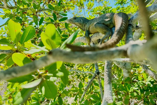 3HR Clear Kayak Mangrove and iguana island Tour in Leeward - Is $155 a fair price?