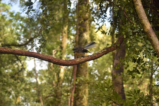 4-hour Lake Mapourika Kayak and Hike adventure, with Okarito Kiwi Sanctuary - Final verdict: a gentle, worthwhile Franz Josef add-on