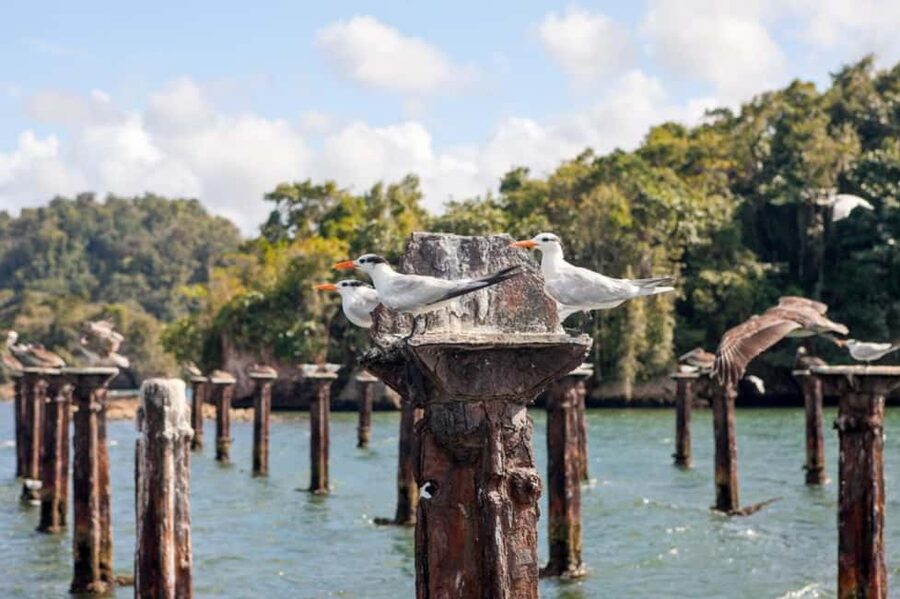 4in1: Los Haitises+ Kayaking+ Natural Pools+ Montana Redonda - Kayaking through the mangrove channels
