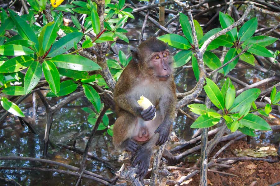 A Jungle-to-Sea Kayaking & Trekking Adventure in Phuket - Ton Sai Waterfall and the rhythm of the day