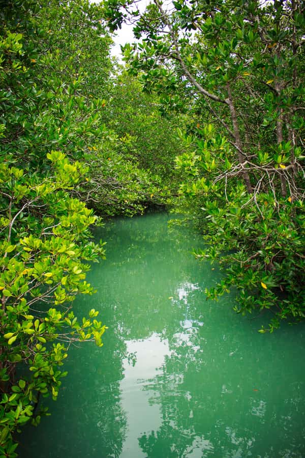 A Jungle-to-Sea Kayaking & Trekking Adventure in Phuket - A local Thai lunch after the forest