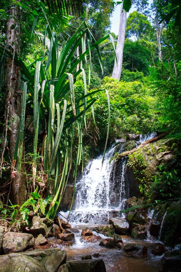A Jungle-to-Sea Kayaking & Trekking Adventure in Phuket - From CC’s Hideaway to Bang Rong Pier
