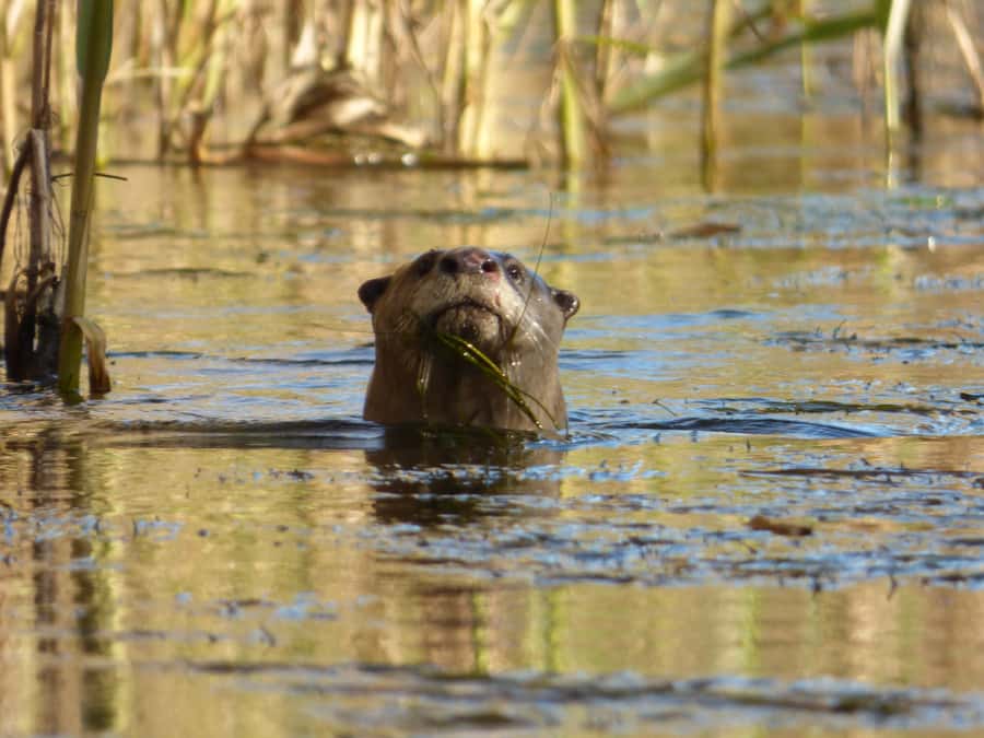Addo River Safari - Guided Tour via Canoe - Who will enjoy this river safari most