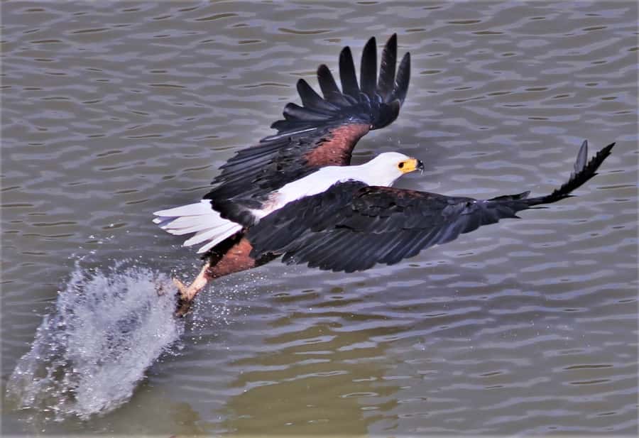 Addo River Safari - Guided Tour via Canoe - Drifting into Addo’s quieter side