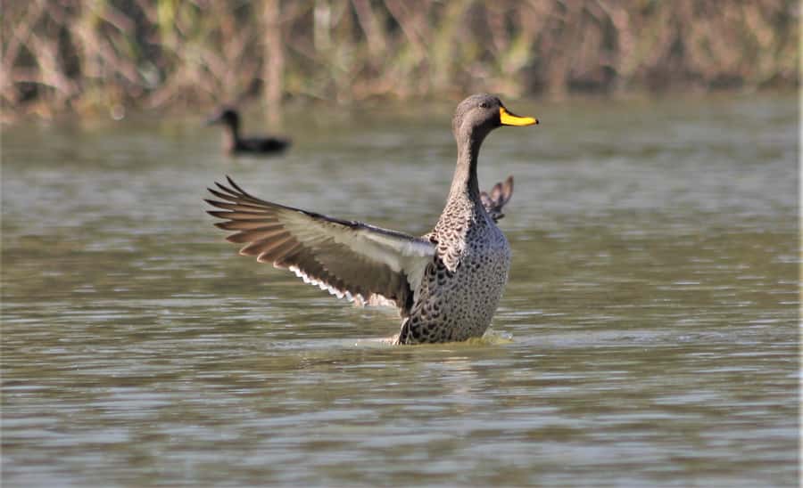 Addo River Safari - Guided Tour via Canoe - Bird watching is the main event