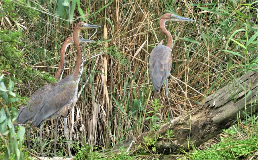Addo River Safari - Guided Tour via Canoe - Why the custom canoes matter for photography