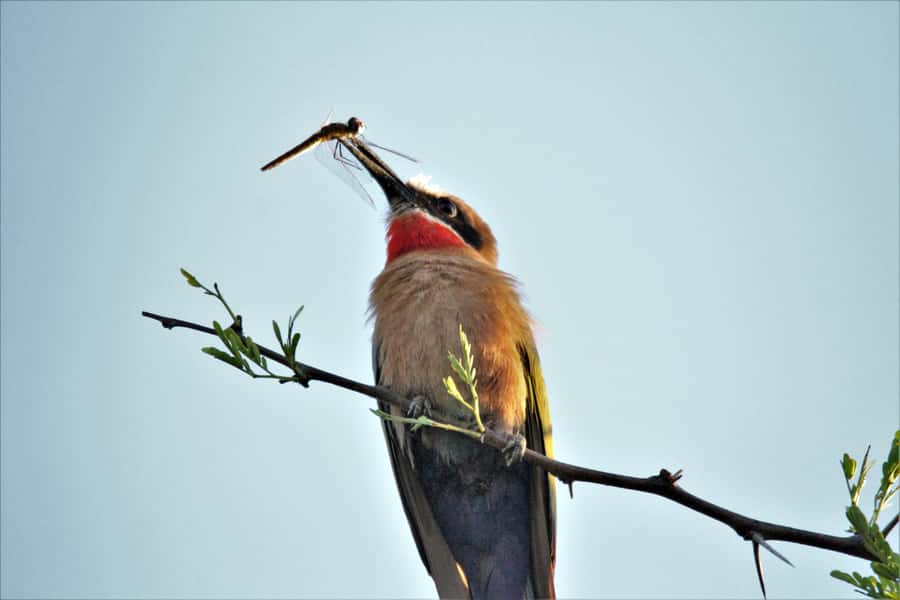 Addo River Safari - Guided Tour via Canoe - Is $49 a fair price?