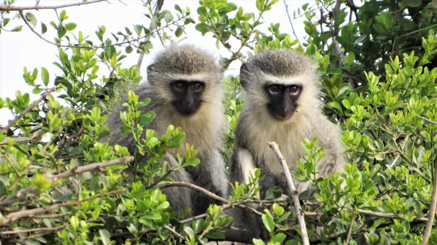 Addo River Safari - Guided Tour via Canoe - Weather, water levels, and practical planning