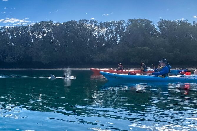 Adelaide Dolphin Sanctuary and Ships Graveyard Kayak Tour - Why the Port River setting feels different