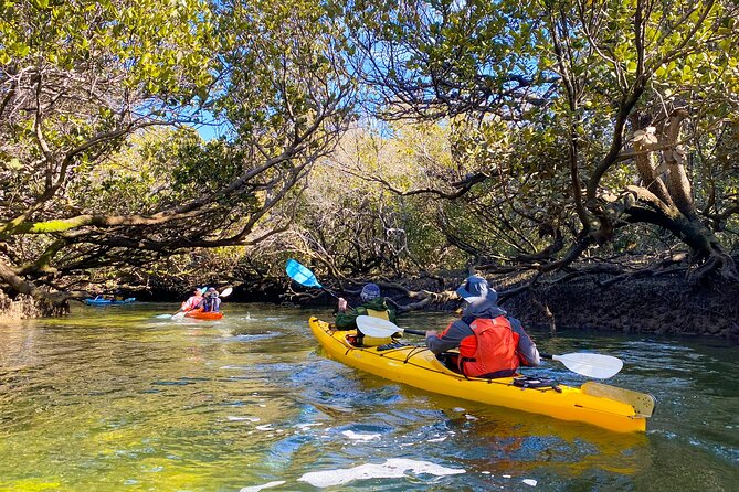 Adelaide Dolphin Sanctuary and Ships Graveyard Kayak Tour - The mangrove creeks are the quiet highlight