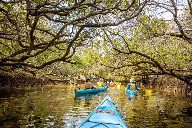Adelaide Dolphin Sanctuary and Ships Graveyard Kayak Tour - Is $55.94 good value?