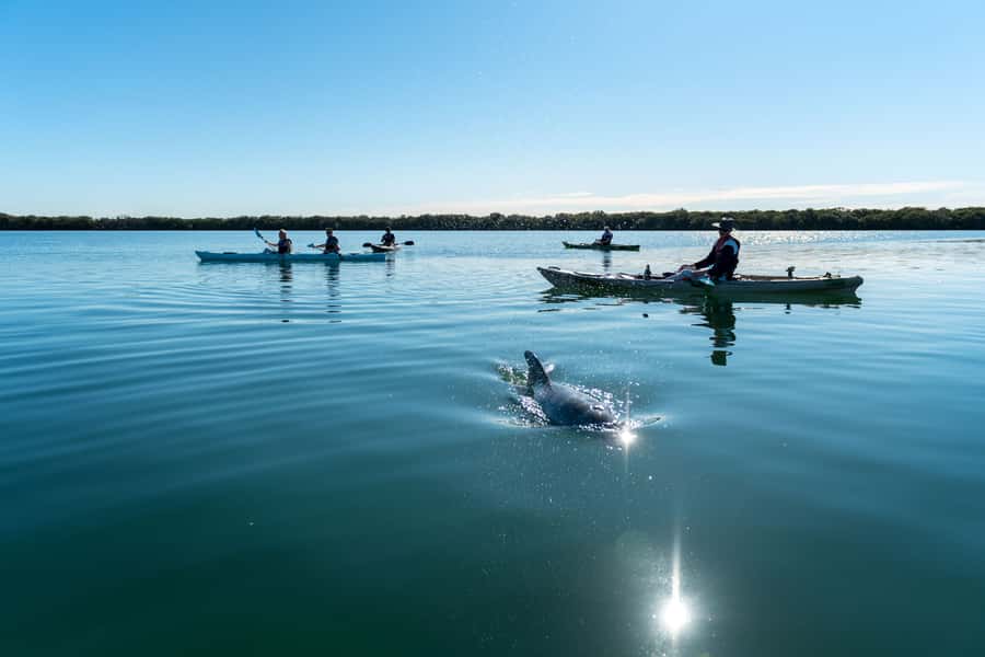 Adelaide: Dolphin Sanctuary Eco Kayaking Tour - Key points to know before you paddle