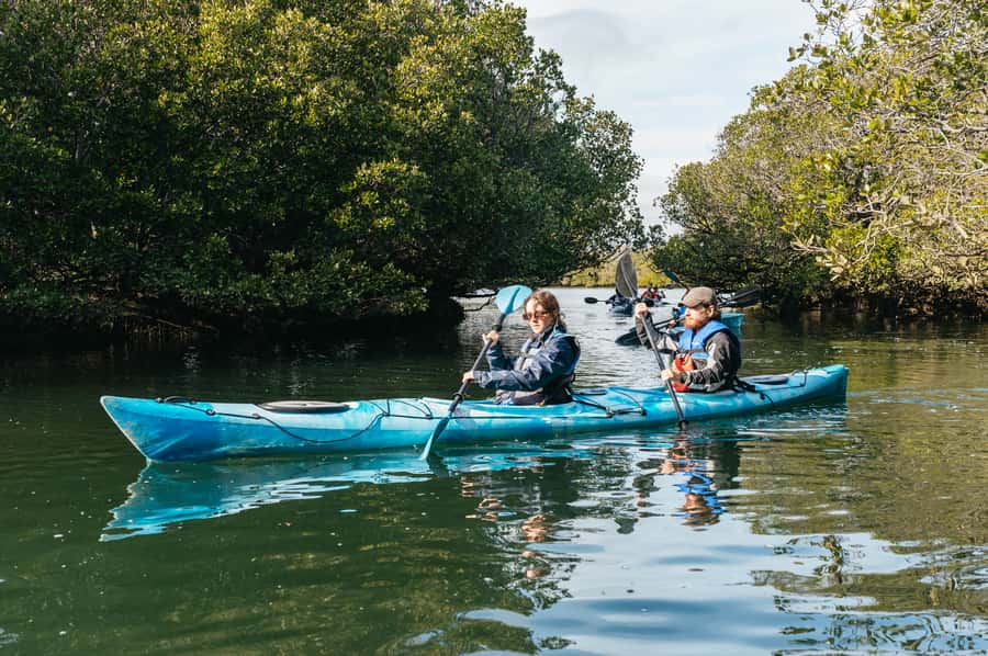 Adelaide: Dolphin Sanctuary Eco Kayaking Tour - Should you book Adelaide Dolphin Sanctuary Eco Kayaking?