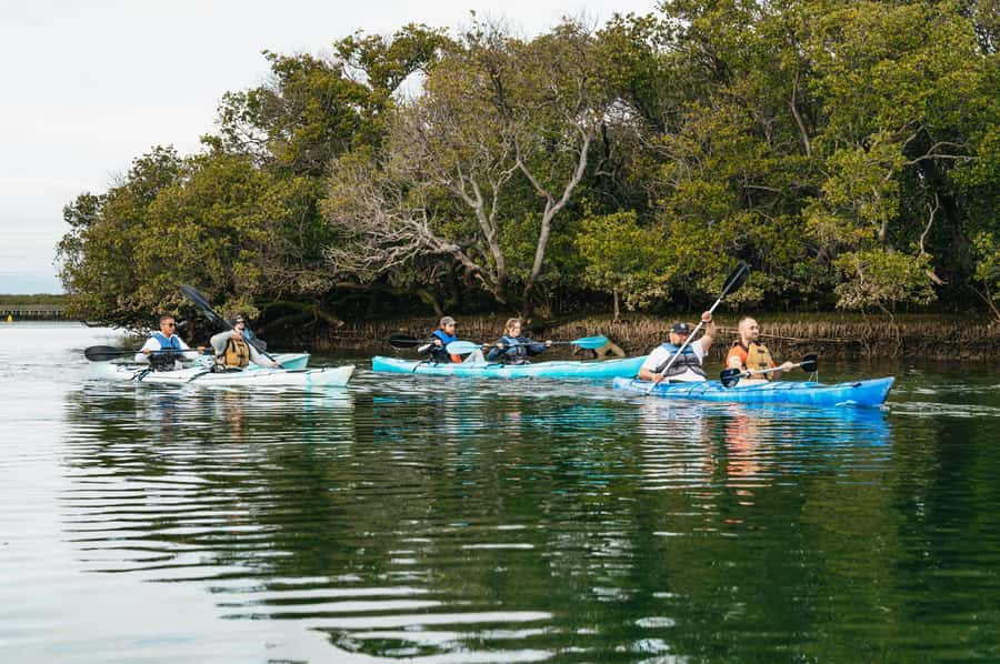 Adelaide: Dolphin Sanctuary Eco Kayaking Tour - Why Adelaide’s Dolphin Sanctuary feels different from a standard wildlife cruise