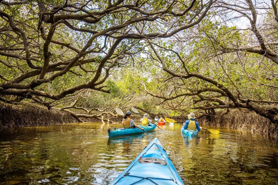 Adelaide: Dolphin Sanctuary Mangroves Kayak Tour - A Quiet Way Into Adelaide’s Dolphin Sanctuary