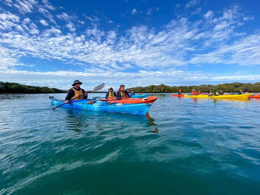 Adelaide: Dolphin Sanctuary Mangroves Kayak Tour - What the 90 Minutes Feel Like