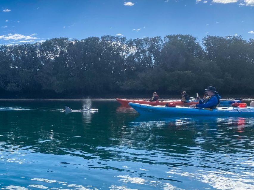 Adelaide: Dolphin Sanctuary Mangroves Kayak Tour - Why the Mangroves Add Real Value