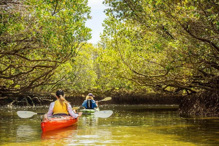 Adelaide: Dolphin Sanctuary Mangroves Kayak Tour - Who Will Enjoy This Tour Most