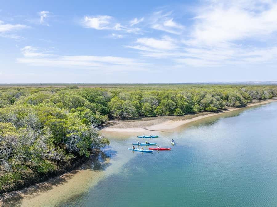 Adelaide: Dolphin Sanctuary Mangroves Kayak Tour - Searching for Port River Dolphins