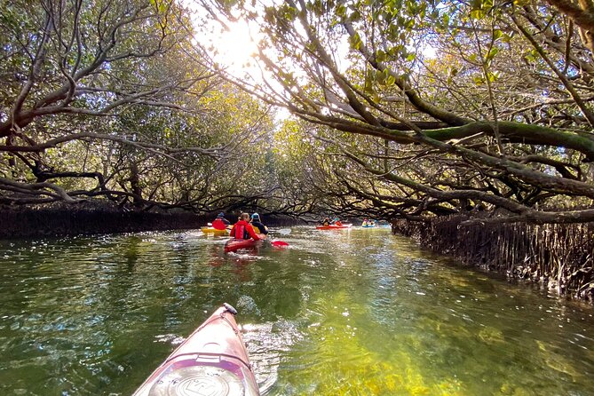 Adelaide Dolphin Sanctuary Mangroves Kayaking Tour - Why Adelaide Dolphin Sanctuary feels different