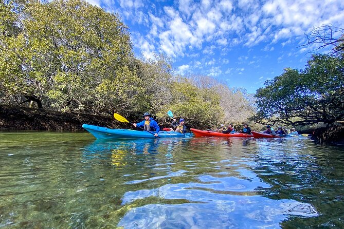 Adelaide Dolphin Sanctuary Mangroves Kayaking Tour - Value at $39.45 per person