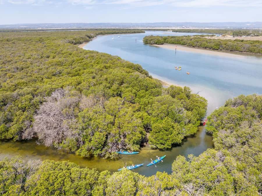 Adelaide: Dolphin Sanctuary Single or Double Kayak Rental - Paddling through the mangrove creeks