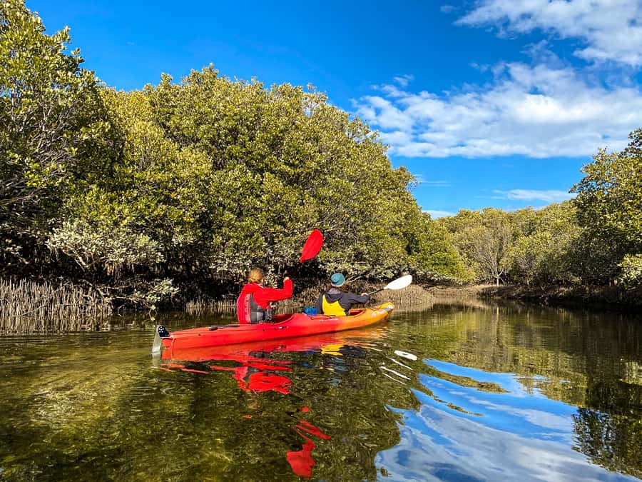 Adelaide: Dolphin Sanctuary Single or Double Kayak Rental - Who will enjoy this kayak rental most
