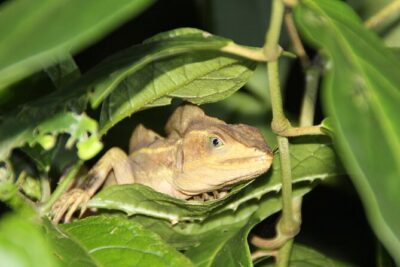 Adventure Canoe Tour in Tortuguero
