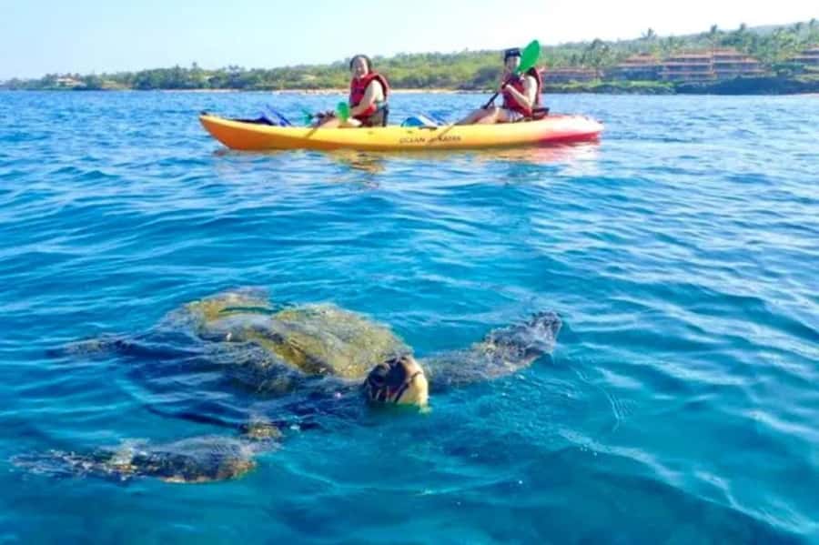Airlie Beach: Half Day Turtle Tour Sea Kayaking Adventure - Six kilometres along the Airlie Beach shore